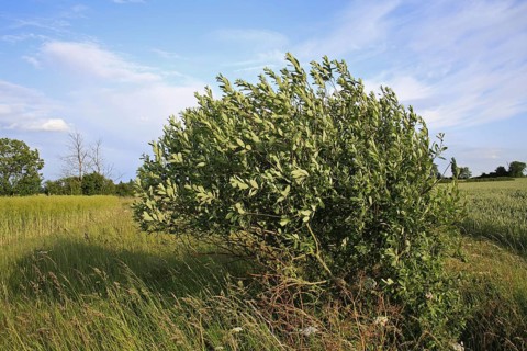Goat Willow
