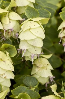 Wild Marjoram
