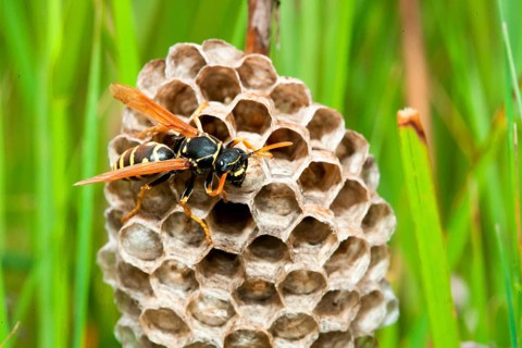 Vespula germanica