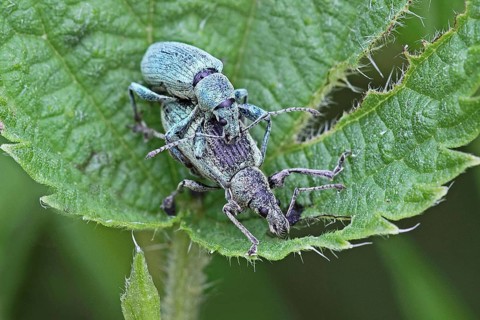 Green weevil