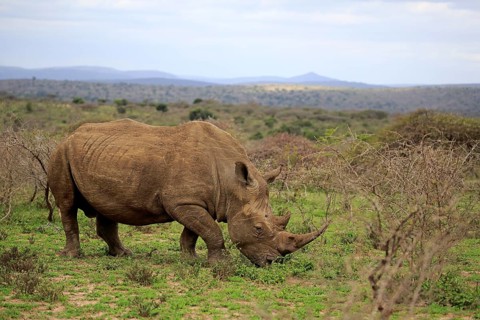 White rhinoceros