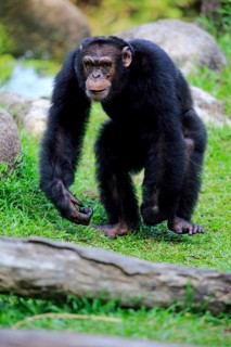 Chimpanzee