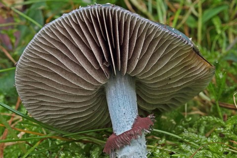 Verdigris mushroom