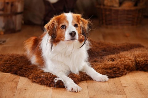 Kooikerhondje