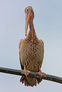 Spot-billed Pelican