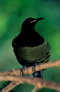 Victoria's riflebird