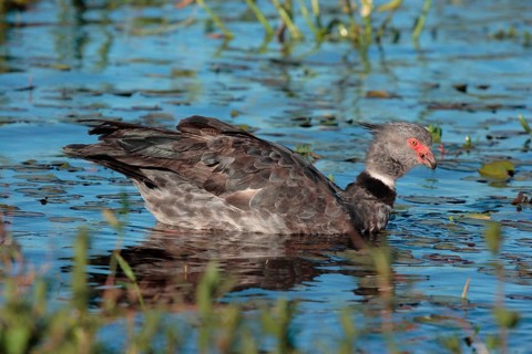 Weir Bird