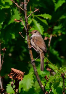 Manchurian Bush-warbler