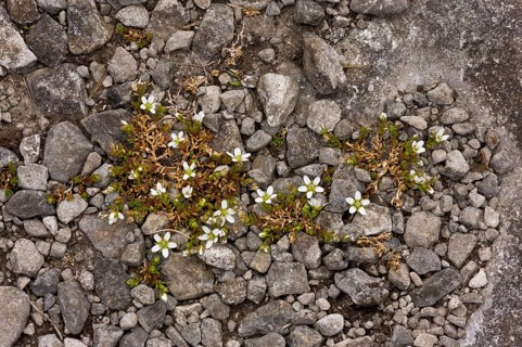 Norwegian sandwort