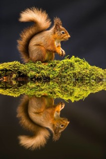 Eurasian red squirrel