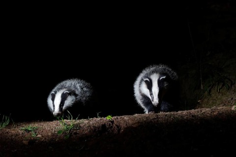 Badger