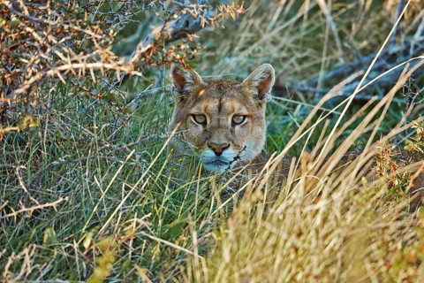 Puma