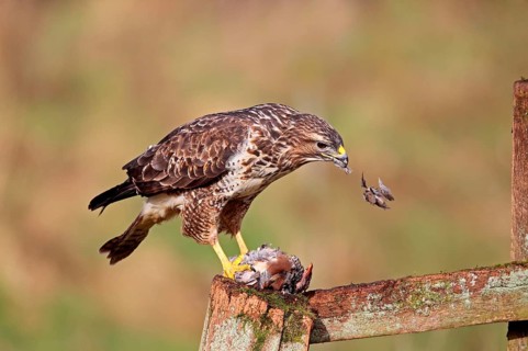 Adult steppe buzzard