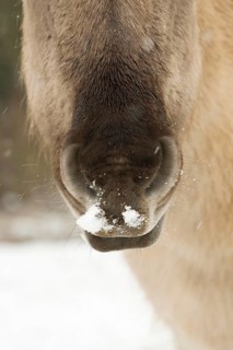 Konik horse