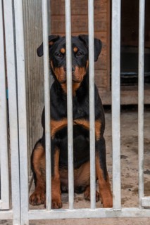 Seven-month-old Rottweiler in outdoor kennel