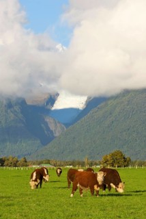 Domestic Cattle
