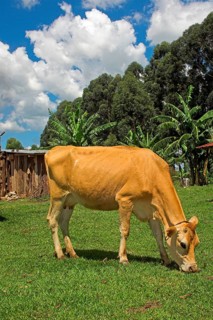 Domestic cattle