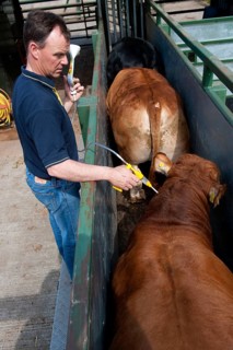 Cattle farming