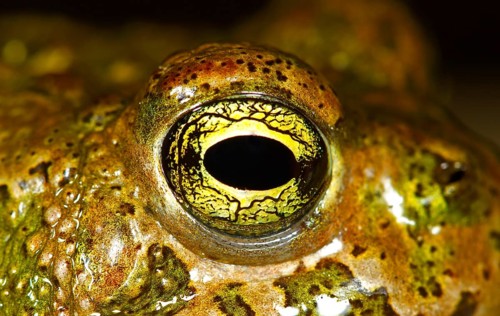 Natterjack Toad