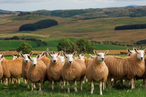 Domestic Sheep
