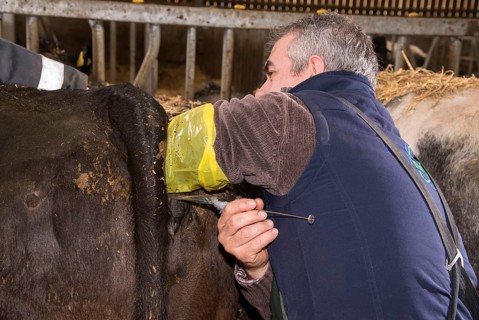 Cattle breeding