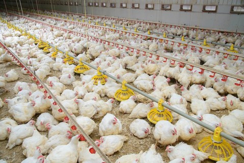 Chicken farming