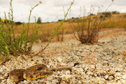 Viperine Snake