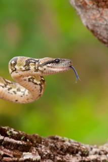 Madagascar Tree Boa