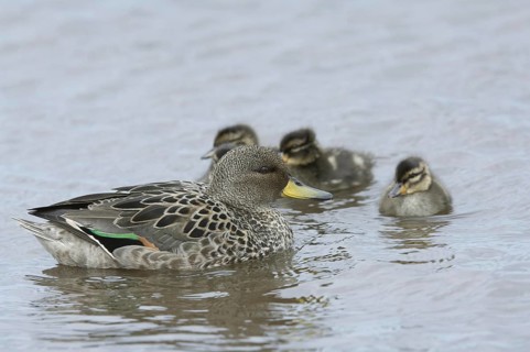 South American Teal