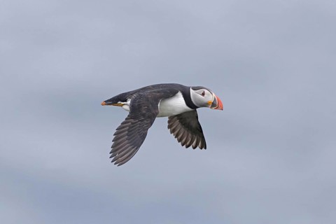 Puffin