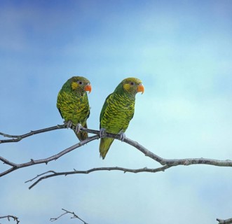 Yellow and green lorikeet