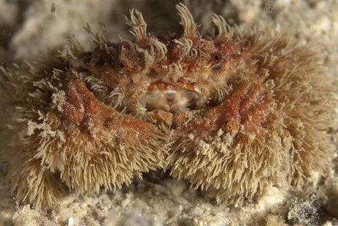 Common hairy crabs