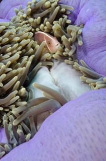 Pink pink skunk clownfish