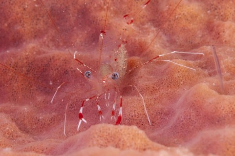 Clear cleaner shrimp