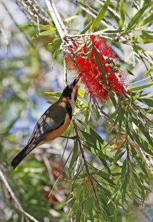 Eastern Spinebill