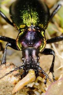 Olimpia's Ground Beetle