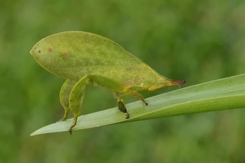 Other animals