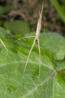 Web spider