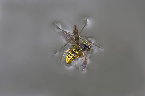 Common pond skater