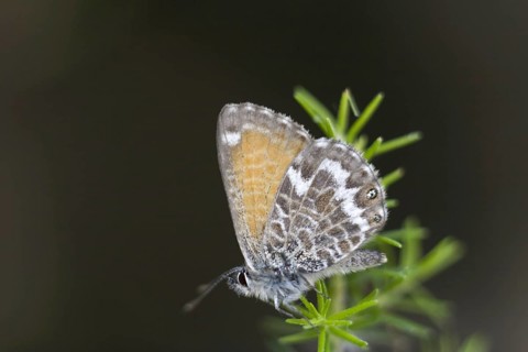 Canary Blue