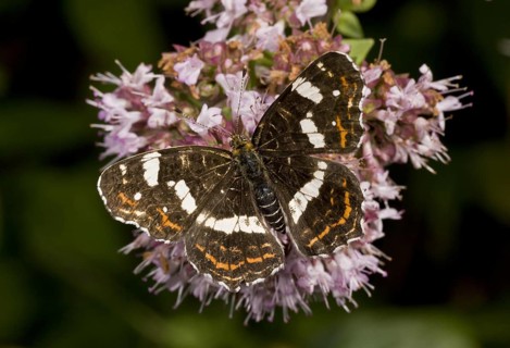 Map Butterfly