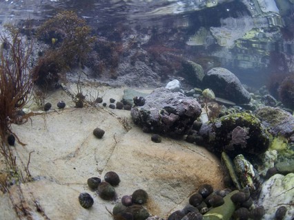 Underwater view of a rock pool with sea snails
