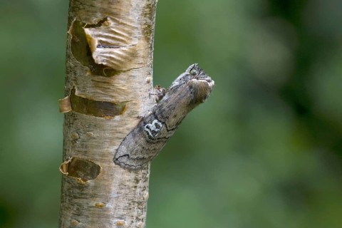 Tethea ocularis