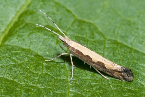 Diamondback moth