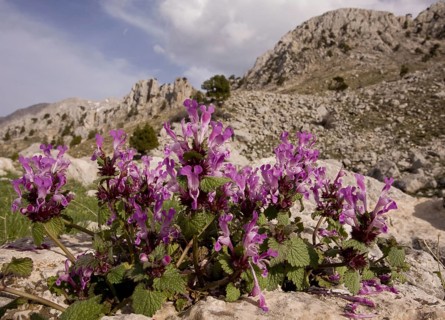 Gargano deadnettle
