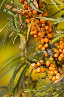 Sea buckthorn