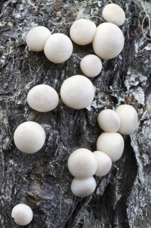 Fruiting bodies of the darwin's fungus