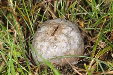 Grey paltry puffball