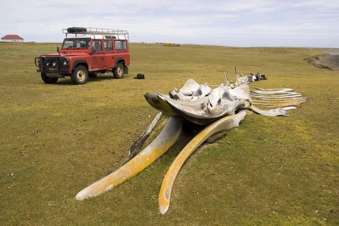 Whale skeleton on desolate island in the Falkland Islands with Land Rover