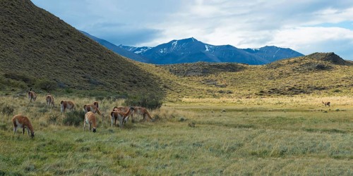 Group of guanacos
